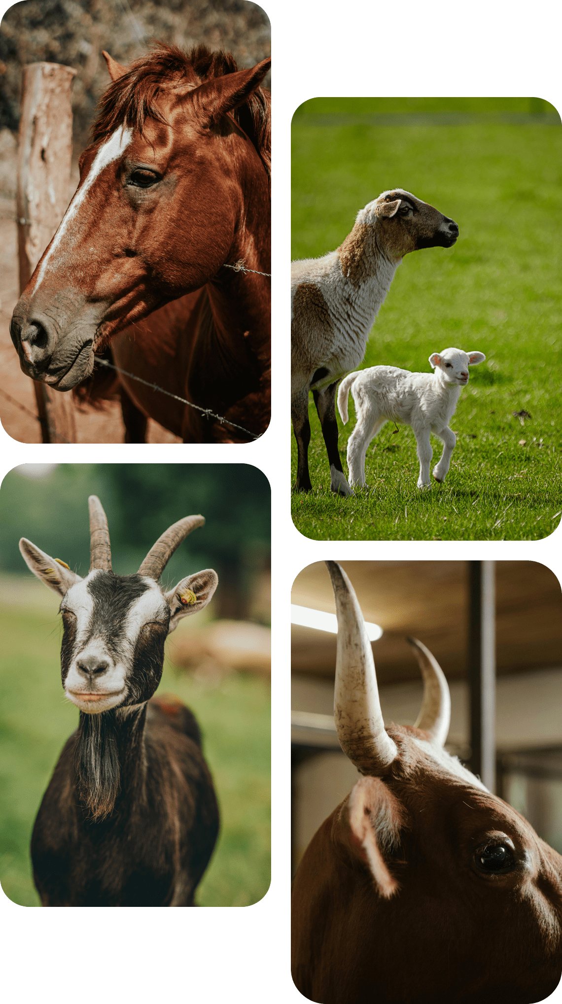 animaux-magnetisme-olivierLeclerc Photo de 4 animaux : cheval, brebis, chèvre, et taureau