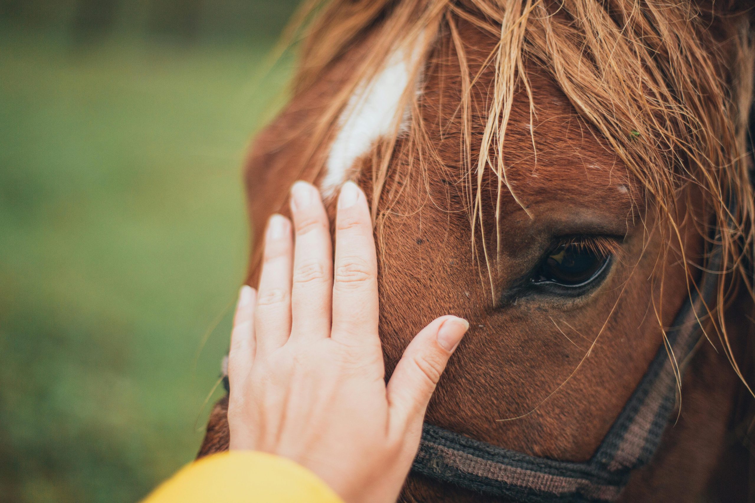 cheval-energetique-magnetisme Main posé sur le front d'un cheval